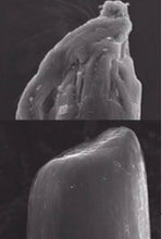 Load image into Gallery viewer, OLAPLEX No.3 Hair Perfector